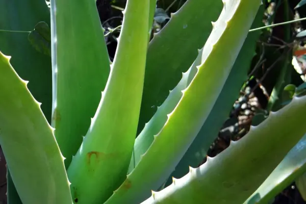 Plantas Medicinais Brasileiras: Benefícios e Usos Incríveis!